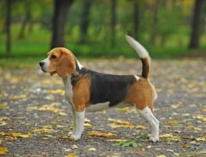 An alert beagle sits next to a bowl of premium dog food.