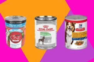 A happy dog sitting beside a bowl of nutritious wet dog food.