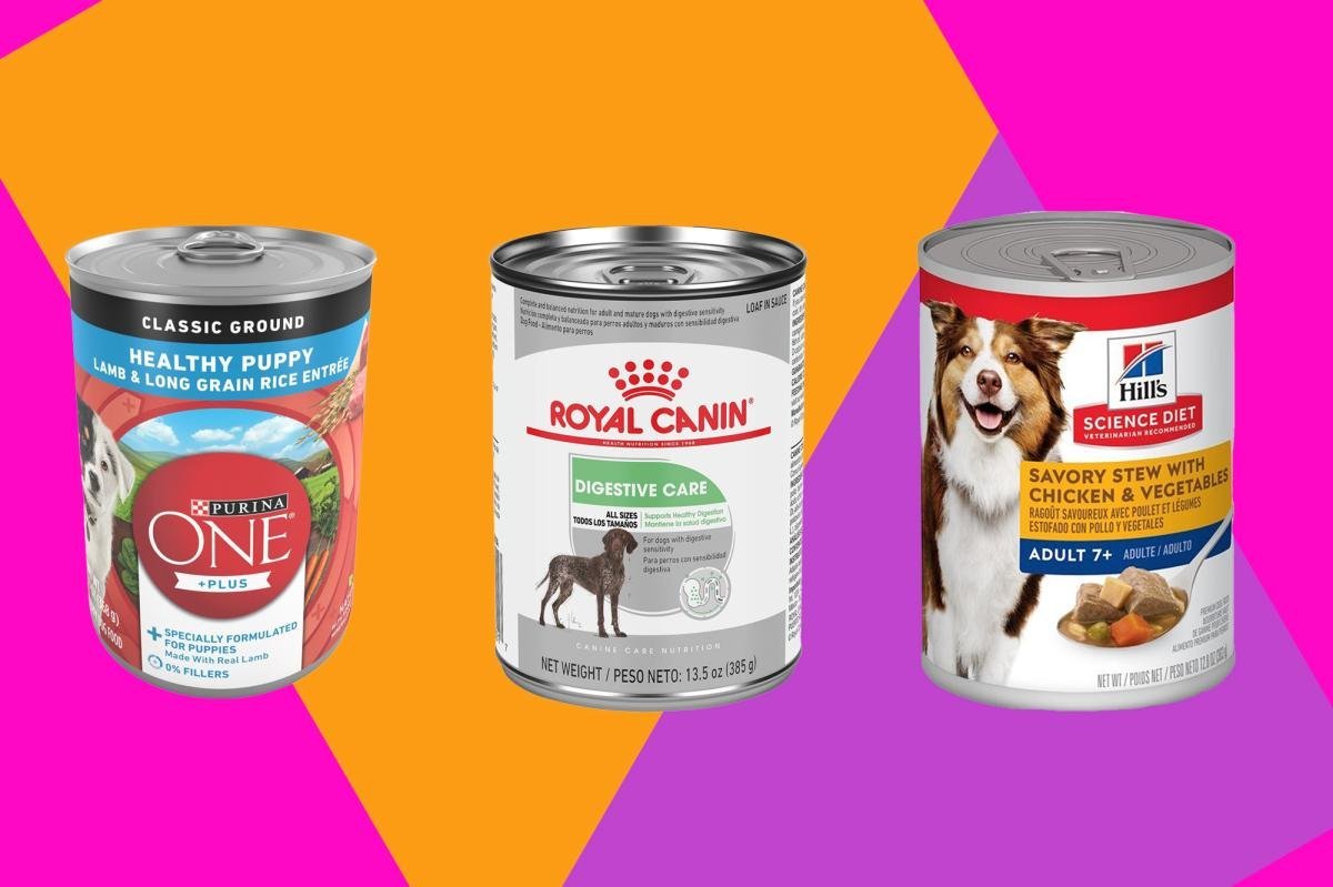 A happy dog sitting beside a bowl of nutritious wet dog food.