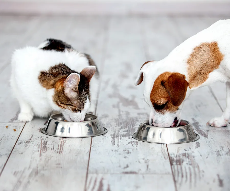 A bowl of balanced dog food designed for optimal canine health and nutrition.