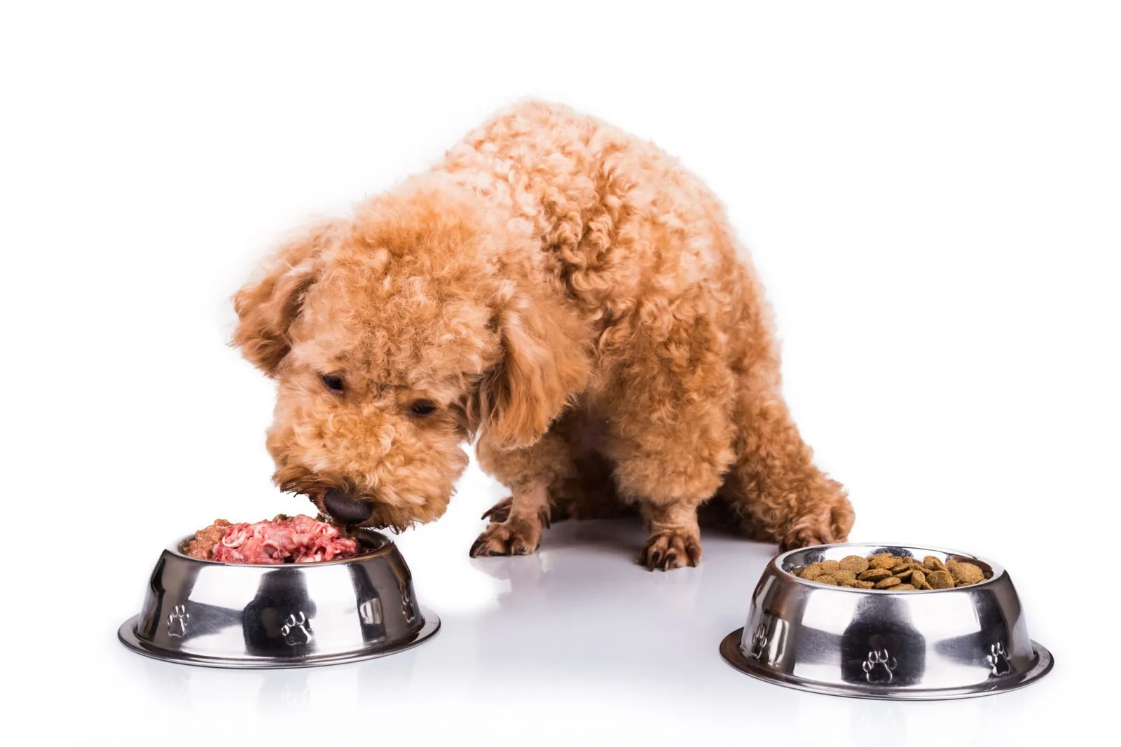 Checking a dog food label to ensure proper nutritional levels for pets.
