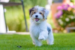 A cute Maltese dog waiting to eat premium dog food in a bright kitchen.