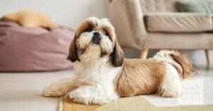 A cute Shih Tzu puppy sitting beside a bowl of premium dog food.