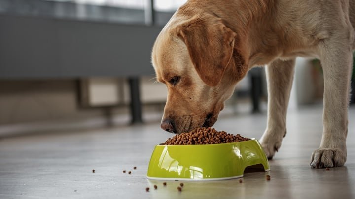 A bowl of balanced dog food sitting on a clean wooden surface.