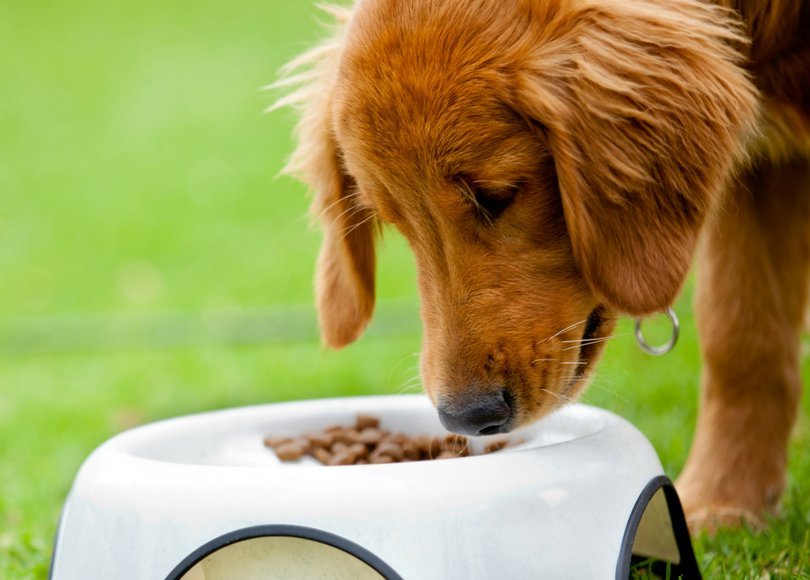 A veterinarian discussing dietary needs with a puppy in a clinic.