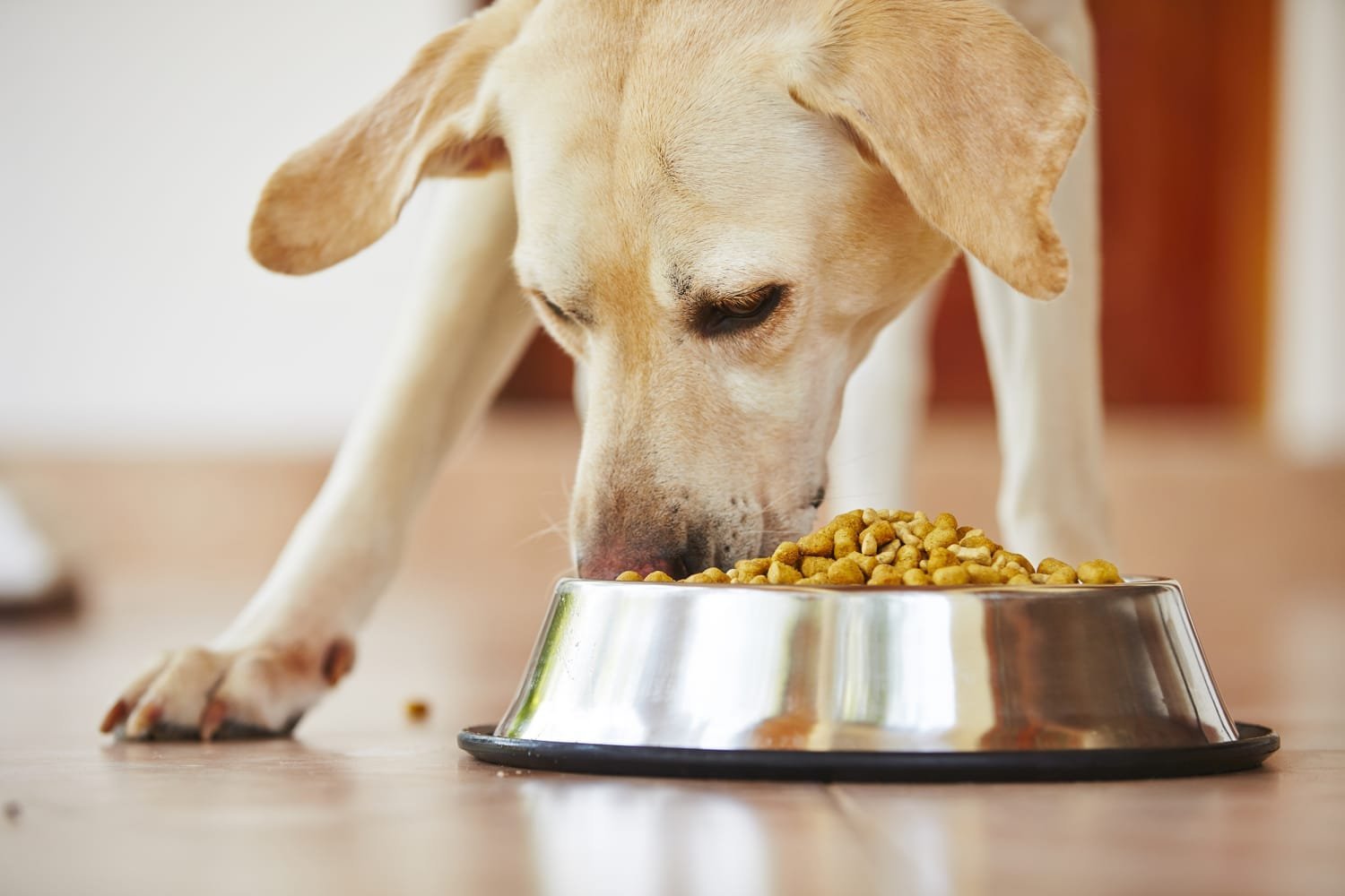 A notebook and measuring cup placed near dog food for research.