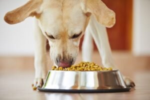 A golden retriever sitting in a kitchen near a bowl of dog food.
