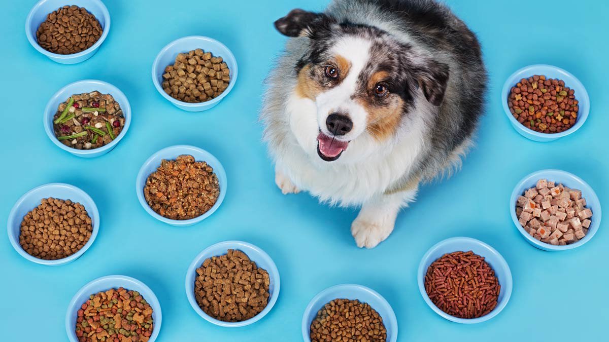 Close up of a dog food bag label highlighting the complete and balanced certification.
