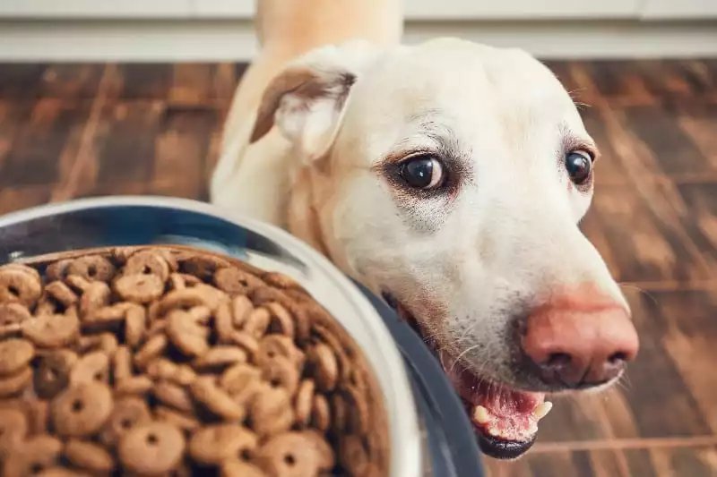 An overfilled bowl of dog food sitting on a clean floor.