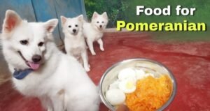 A fluffy Pomeranian sits near a bowl of healthy dog food on a floor.
