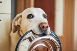 A friendly Labrador Retriever waiting near a bowl of nutritious dog food.