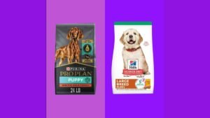 A Golden Retriever puppy waits to eat high quality large breed puppy food.