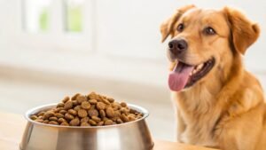 A golden retriever waiting for dinner in a clean, sunlit kitchen setting.
