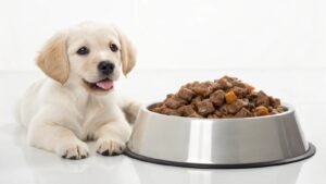 A happy dog sitting beside a bag of nutritious dog food in a kitchen.