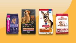 A happy dog waiting for a meal with different dog food options nearby.