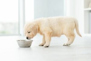 A happy golden retriever puppy waiting to eat nutritious dog food in a kitchen.