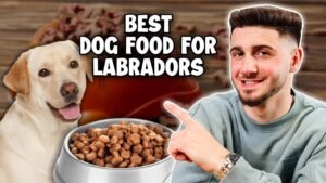 A happy Labrador retriever puppy sits next to a bowl of high-quality puppy food.