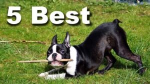 A healthy Boston Terrier looking at a bowl of premium dog food.