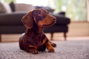 A healthy dachshund sits near a bowl of premium dog food at home.
