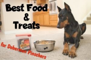 A healthy Doberman Pinscher sitting near a bowl of premium dog food indoors.
