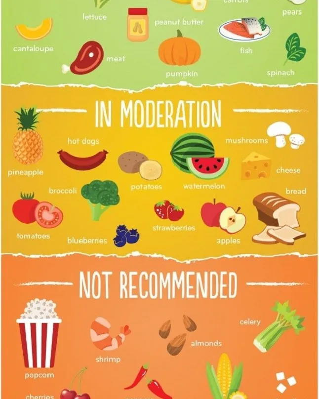 Healthy dog food options arranged on a clean table for nutritional guidance.
