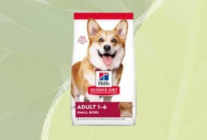 A healthy dog waits patiently for nutritious dog food in a modern kitchen.
