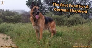 A healthy German Shepherd sits near a bowl of premium dog food indoors.