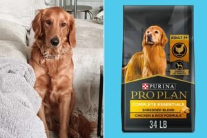 A healthy golden retriever waiting to eat premium dog food in a sunlit kitchen.