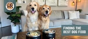 A healthy golden retriever waiting for high-quality dog food in a bright modern kitchen.