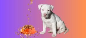 A healthy pitbull puppy sits next to a bowl of nutritious dog food.