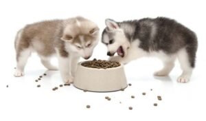 A healthy Siberian husky looking at a bowl of nutritious dog food indoors.