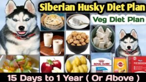 A healthy Siberian Husky sitting next to a bowl of premium dog food.