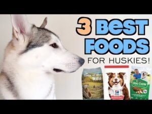 A healthy Siberian Husky stands near a bowl of premium dog food.