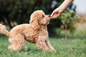 A healthy toy poodle standing next to a bowl of premium dog food.