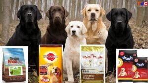 A healthy yellow Labrador sitting next to a bowl of premium dog food.