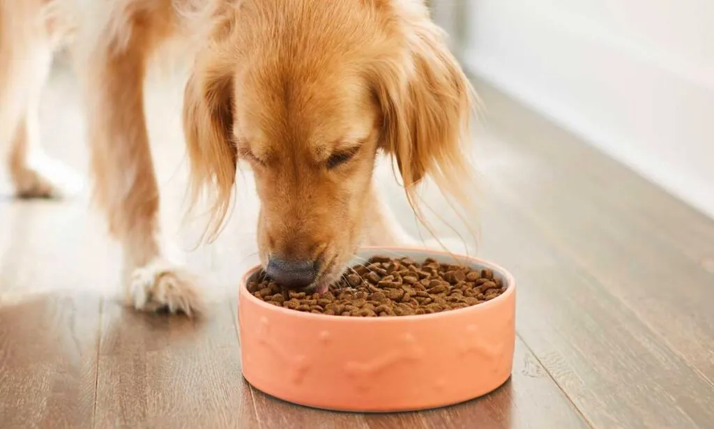 An organized shelf displaying various types of nutritious dog food for pets.