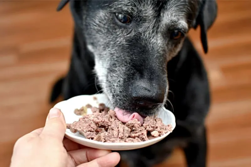 A person examining the ingredient label on a bag of premium dog food.