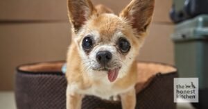A small Chihuahua sits next to a bowl of healthy dog food.