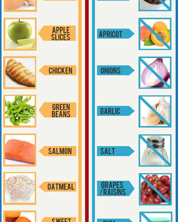 A variety of different dog food types arranged neatly for comparison.