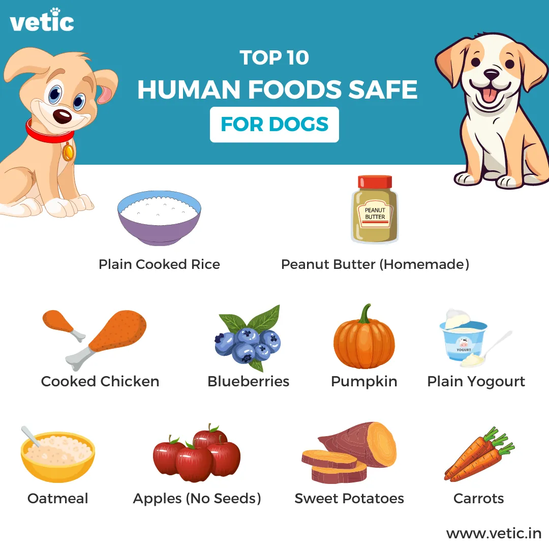 A veterinarian discussing healthy dog food options with a pet owner.