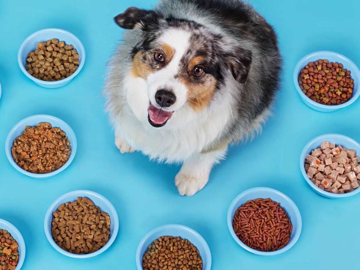 Measuring the correct portion of dog food for a healthy pet.