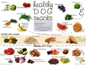 A balanced, nutritious meal for dogs consisting of chicken, rice, and fresh carrots.