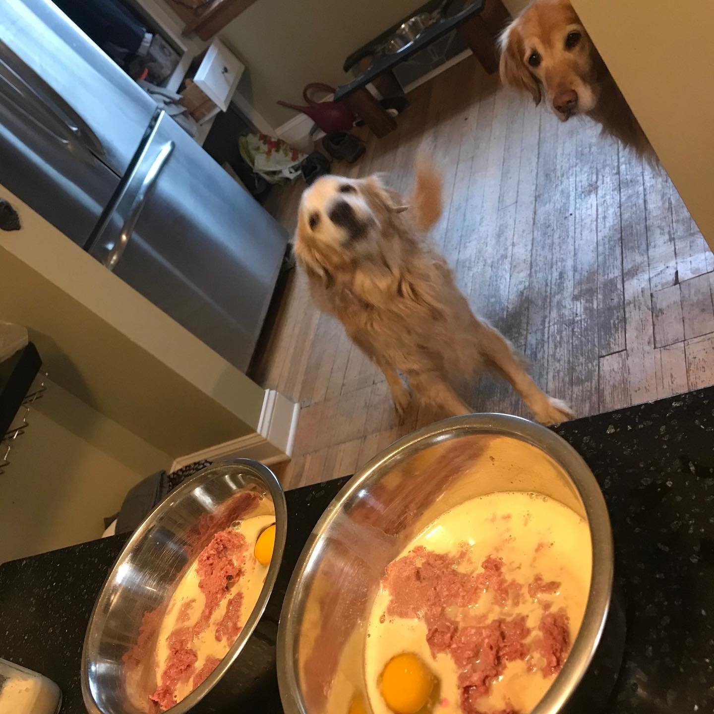 Measuring dog food with a digital scale for precise nutritional requirements.