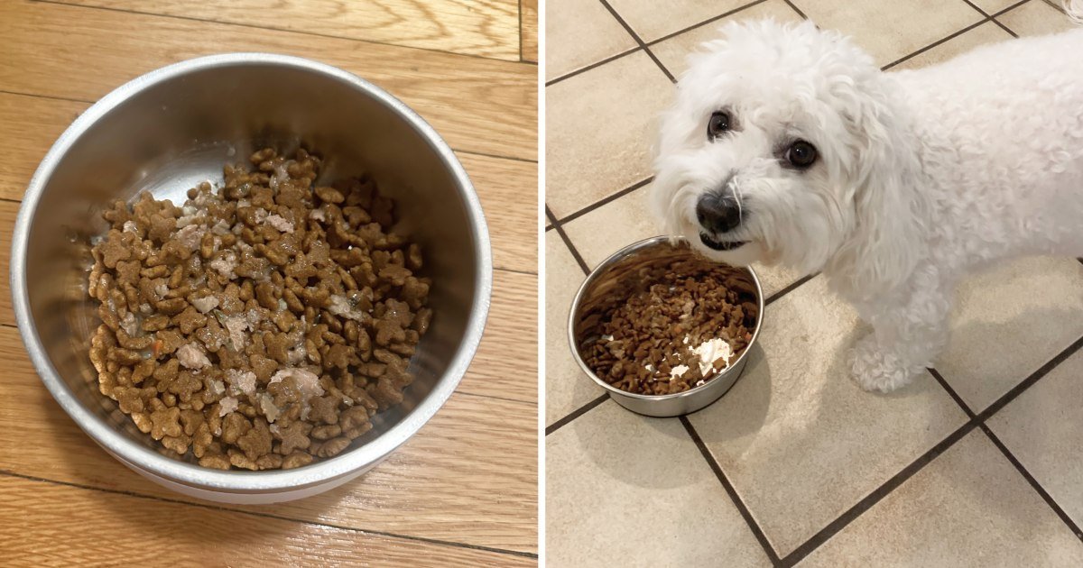 An owner checking their dog's body condition to ensure they are on healthy food.