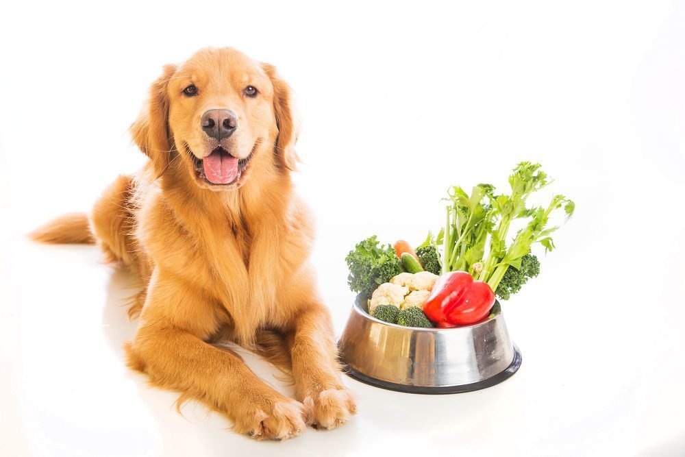 Lean chicken and steamed vegetables served in a clean dog bowl.