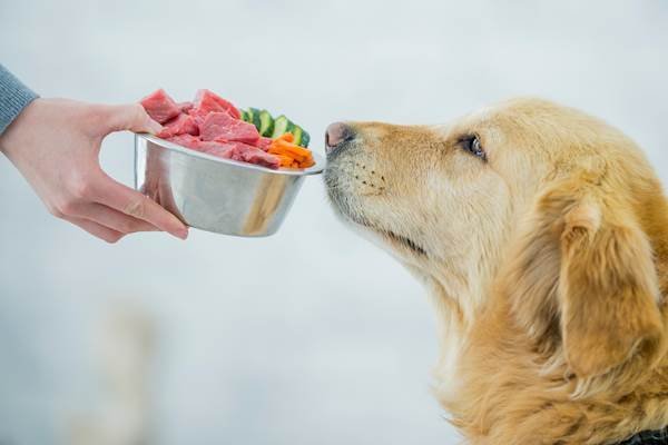 A dog waiting for a measured portion of low-fat kibble.