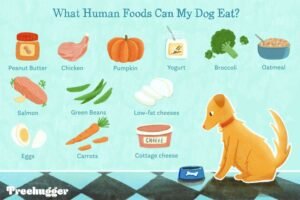 A healthy dog waiting to eat a balanced meal of fresh, nutritious ingredients.