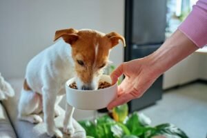 A healthy dog sitting near a bowl of nutritious food in a kitchen.