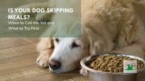 A bowl of dog food and a bag of kibble on a kitchen counter.