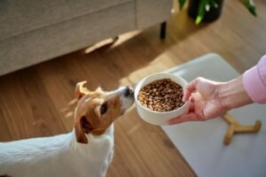 A bag of dog food on a kitchen counter representing the literal meaning.